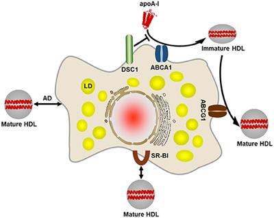 New Strategies to Promote Macrophage Cholesterol Efflux